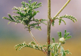 Anthemis tinctoria, Anthémis des teinturiers