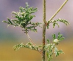 Anthemis tinctoria, Anthémis des teinturiers