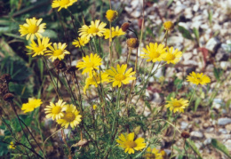 Anthemis tinctoria, Anthémis des teinturiers