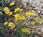 Anthemis tinctoria, Anthémis des teinturiers