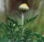 Anthemis tinctoria, Anthémis des teinturiers