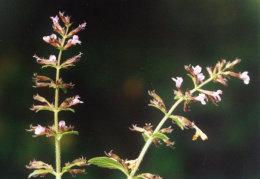 Calamintha ascendens, Sarriette ascendante