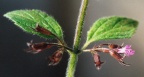 Calamintha ascendens, Sarriette ascendante