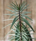 Euphorbia lathyris, Euphorbe épurge