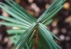 Euphorbia lathyris, Euphorbe épurge