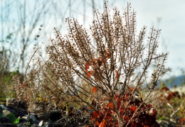 Lepidium campestre