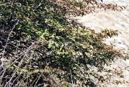 Cotoneaster salicifolius, Cotonéaster à feuilles de saule