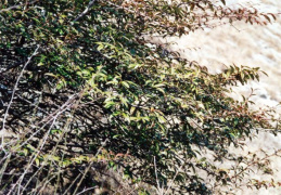 Cotoneaster salicifolius, Cotonéaster à feuilles de saule