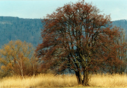 Alnus incana