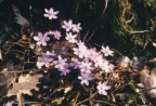 Hepatica nobilis, Hépatique à trois lobes