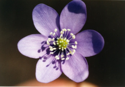 Hepatica nobilis, Hépatique à trois lobes