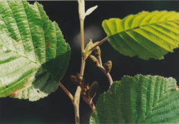 Alnus incana