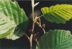 Alnus incana