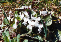 Viola alba scotophylla