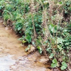 Petasites hybridus, Pétasite hybride