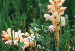 Orobanche caryophyllacea, Orobanche du gaillet