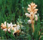 Orobanche caryophyllacea, Orobanche du gaillet