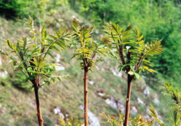 Rhus typhina, Sumac