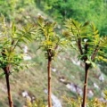 20030505_st-ursanne_rhus_typhina_1.jpg