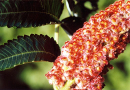 Rhus typhina, Sumac