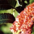 20030505_st-ursanne_rhus_typhina_2.jpg