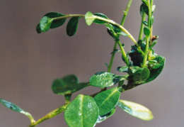 Polygala calcarea, Polygale des sols calcaires