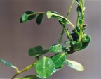 Polygala calcarea, Polygale des sols calcaires