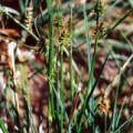20030510_malleray_sagne-arbot_carex_lepidocarpa_01.jpg