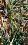 Carex lepidocarpa