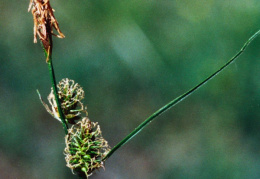 Carex lepidocarpa