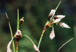 Eriophorum angustifolium, Linaigrette à feuilles étroites