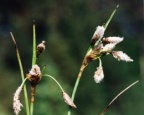 Eriophorum angustifolium, Linaigrette à feuilles étroites