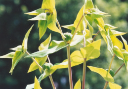 Euphorbia lathyris, Euphorbe épurge