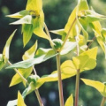 20030510_moutier_chantemerle_euphorbia_lathyris_.jpg