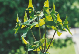 Euphorbia lathyris, Euphorbe épurge