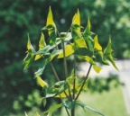 Euphorbia lathyris, Euphorbe épurge