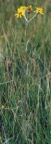 Tephroseris helenitis, Tephroséris hélénitis