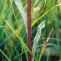20030530_sonvilier_chaux-d-abel_senecio_helenitis_02.jpg
