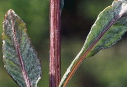 Tephroseris helenitis, Tephroséris hélénitis