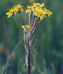 Tephroseris helenitis, Tephroséris hélénitis