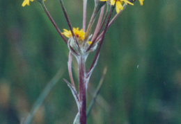 Tephroseris helenitis, Tephroséris hélénitis