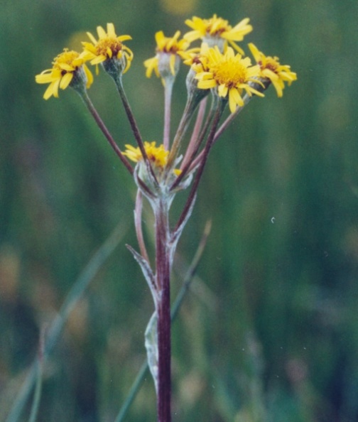 20030530_sonvilier_chaux-d-abel_senecio_helenitis_04.jpg