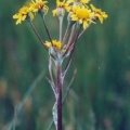 20030530_sonvilier_chaux-d-abel_senecio_helenitis_04.jpg