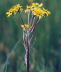 Tephroseris helenitis, Tephroséris hélénitis