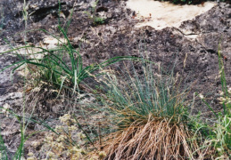 Festuca ovina