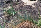 Festuca ovina