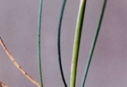 Festuca ovina