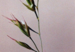 Festuca ovina