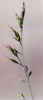 Festuca ovina