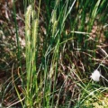 20030607_les-genevez_tourbiere_carex_hirta.jpg